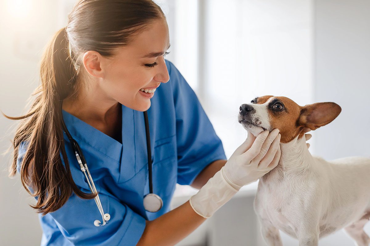 Smiling vet examining a small dog.