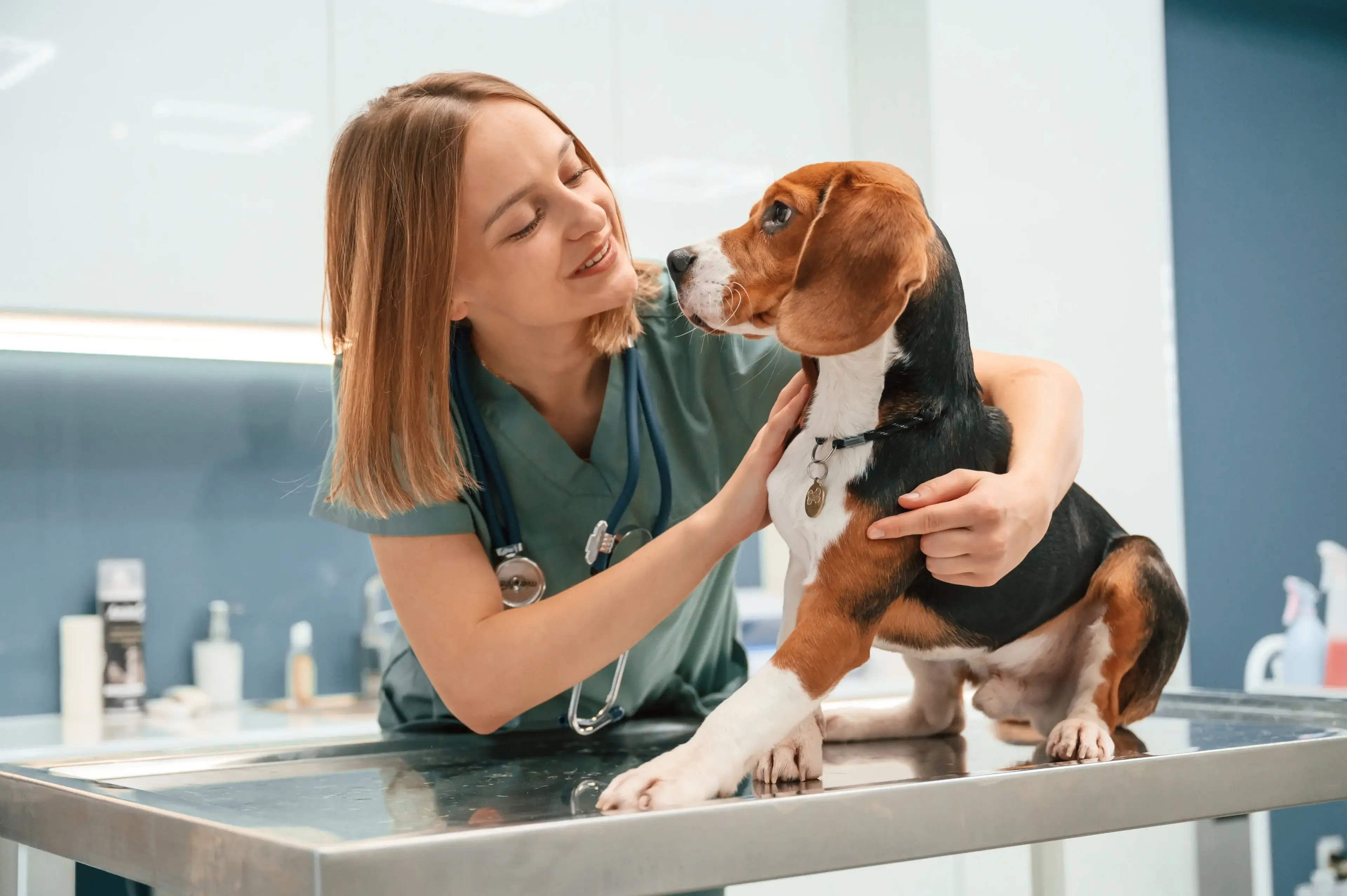 Vet examining beagle at checkup.