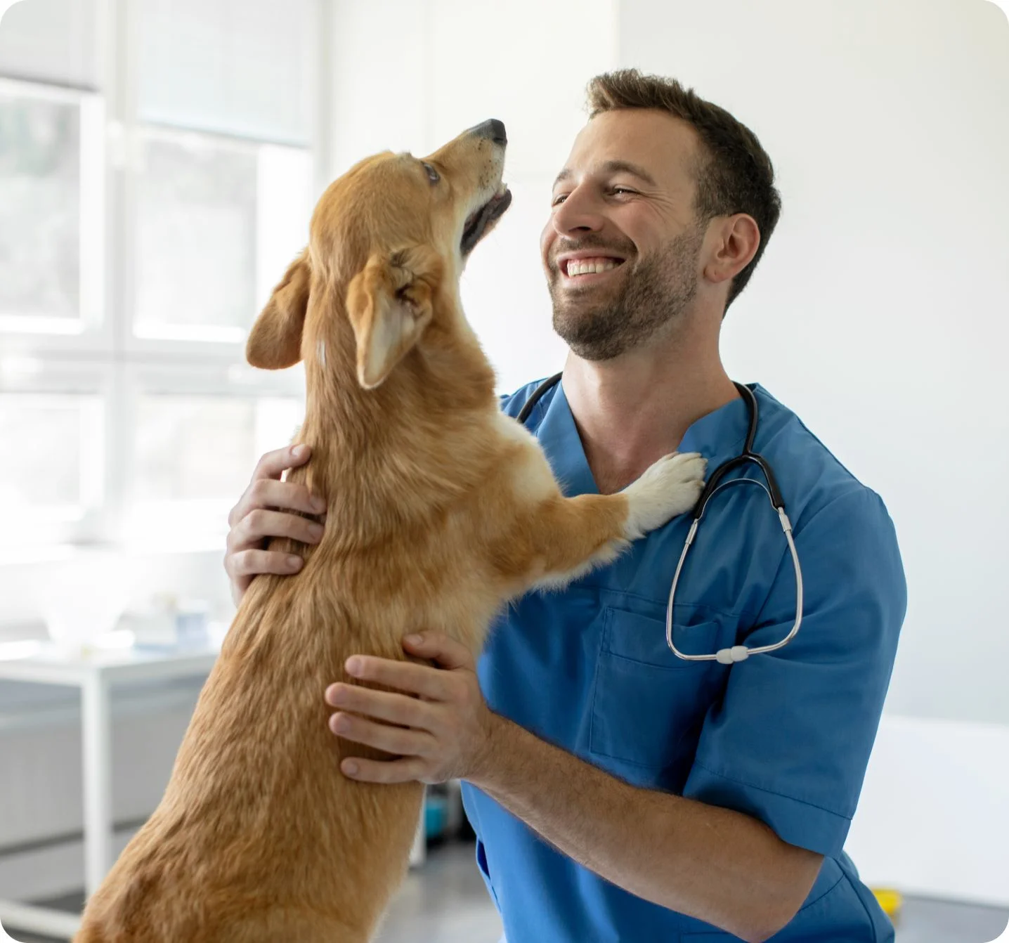 Happy vet holding adorable corgi.