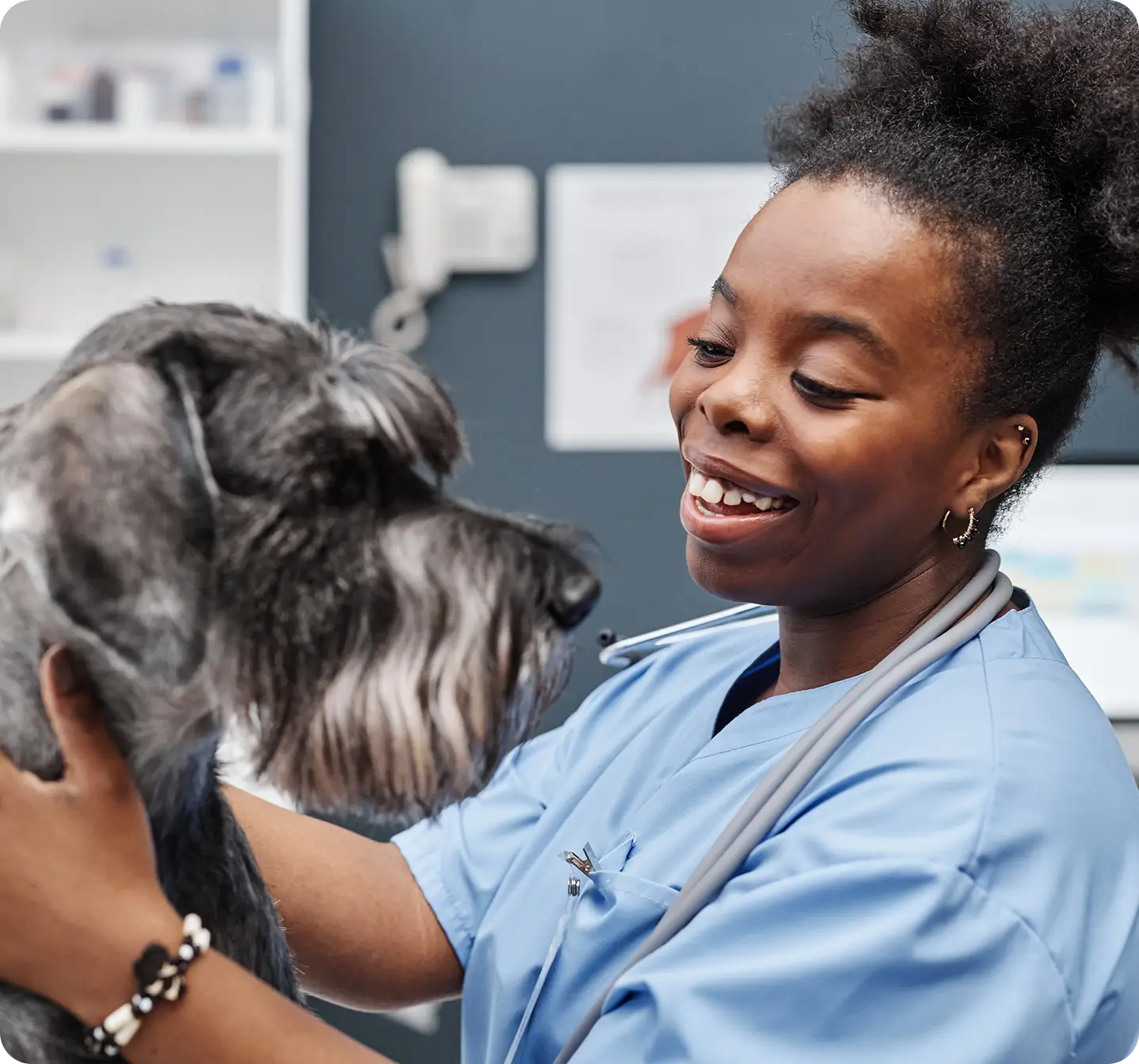 Veterinarian smiling while holding schnauzer
