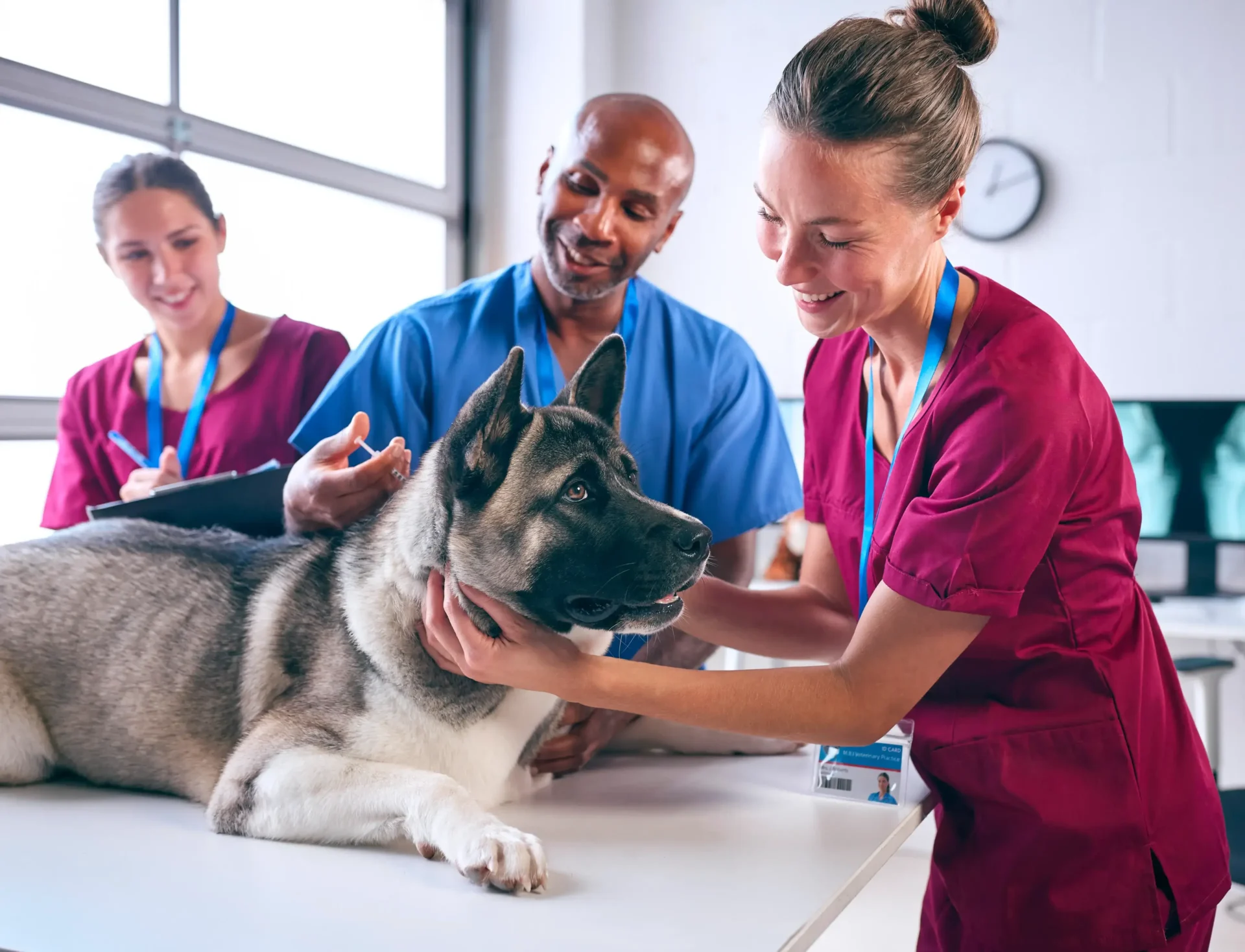 Vet giving a vaccine to large dog